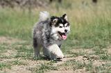 CHIEN FINNOIS DE LAPONIE 497